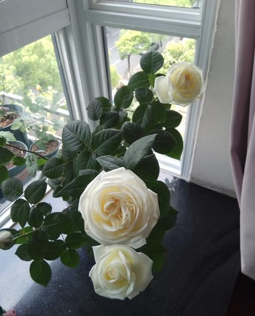  耐热■4款小花，最适合新手养，耐热又耐晒，花色美丽花期长，美爆