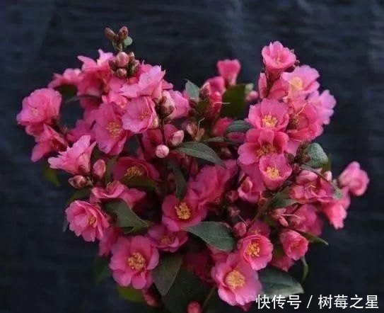 『打开』一朵花|一朵花茶,同时可以打开一百朵花