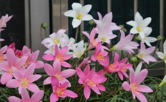  『植物』这几款植物，养在阳台变百花园，花开美轮美奂，枝繁叶茂，灵动美