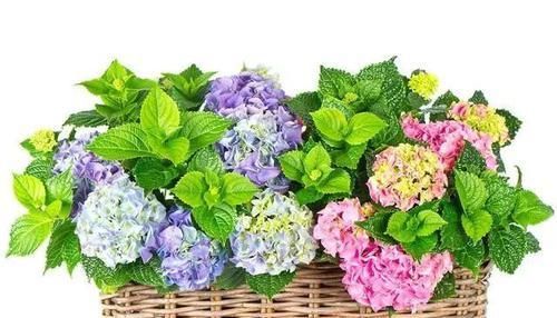  摆布@绣球花是变色龙，学会4个绝招，开什么颜色的花朵任你摆布