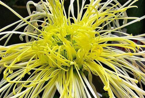  富贵■喜欢菊花，就养盆“菊中珍品”开龙白羽，花型饱满，富贵满堂