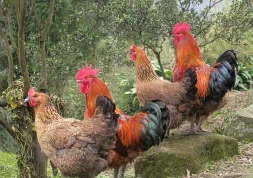  [城里人]曾经在农村很火的“土鸡”，近年来城里人却不买了？专