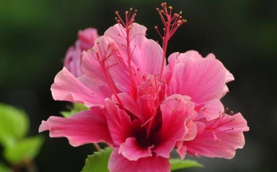  花园@春季就养此款花卉，好养繁殖快，全年开花不断，摆哪里都是花园