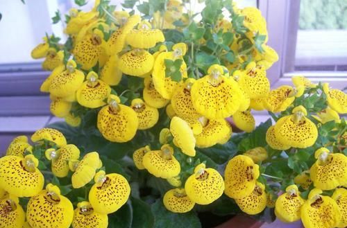  『系列』喜欢菊花，首选“盘龙系列菊花”盘龙招银，仙女飞舞，粉嫩典雅