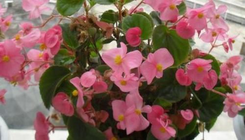  #茶花#种好了这三种花，全年开不停，让您的花园从此惊艳起来!
