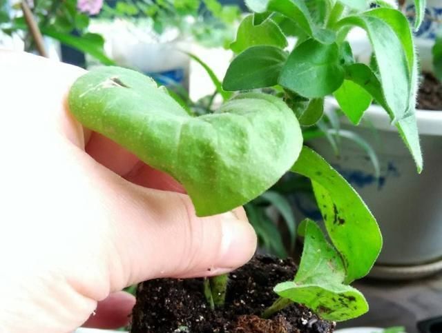  【花钱买】捡了一根枝条一粒种子，种出二十盆漂亮的花，根本不用花钱买花