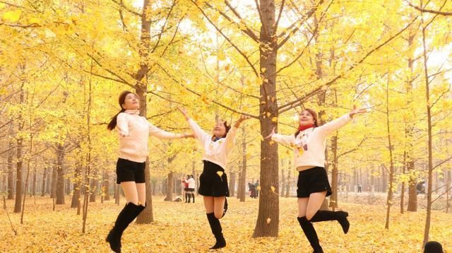 爱在银杏时光隧道