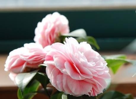  花芽@茶花“懒惰”不开花？咔嚓“来两刀”，花芽又上枝，花开红艳艳