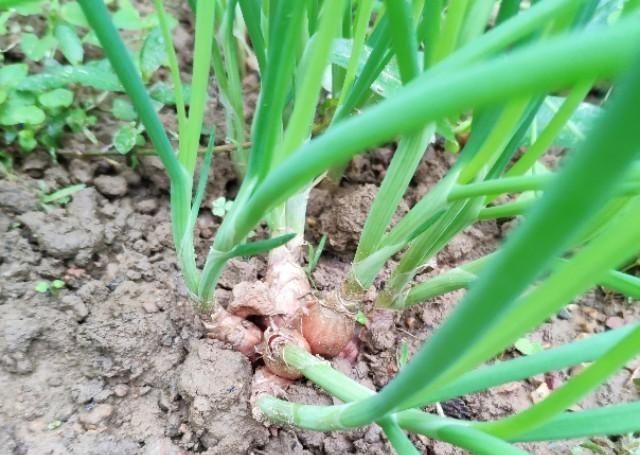  分蘖生长@种植的香葱要想产量高品质好，都离不开这些技术细节，