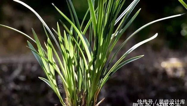  【最怕】兰花服盆期最怕什么？秒懂什么是退草，兰花成活不是问题