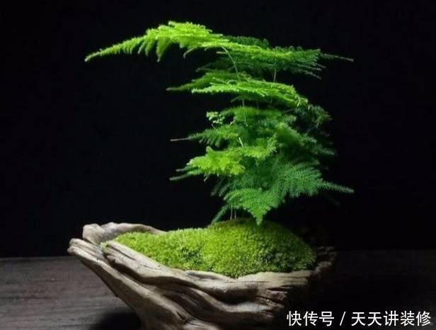 『健康是大有好处』家里养文竹好处多多,很多人不知道