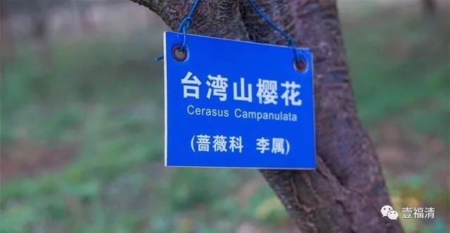 福清樱花太美！春节不用去日本在这里就可以看见大片樱花园~