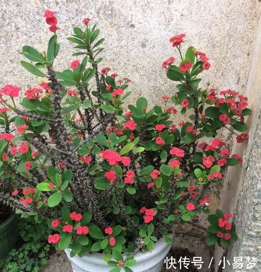 「虎刺梅」这5种花,不要钱也不能养,全都有毒,养了后悔都来不及