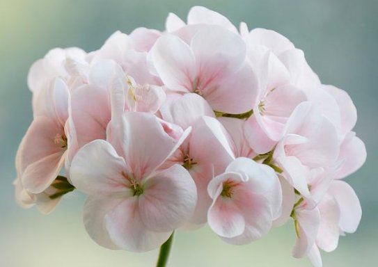  懒人：这些花朵超好养，最适合懒人，花枝插盆里，一盆变多盆，绚丽多彩