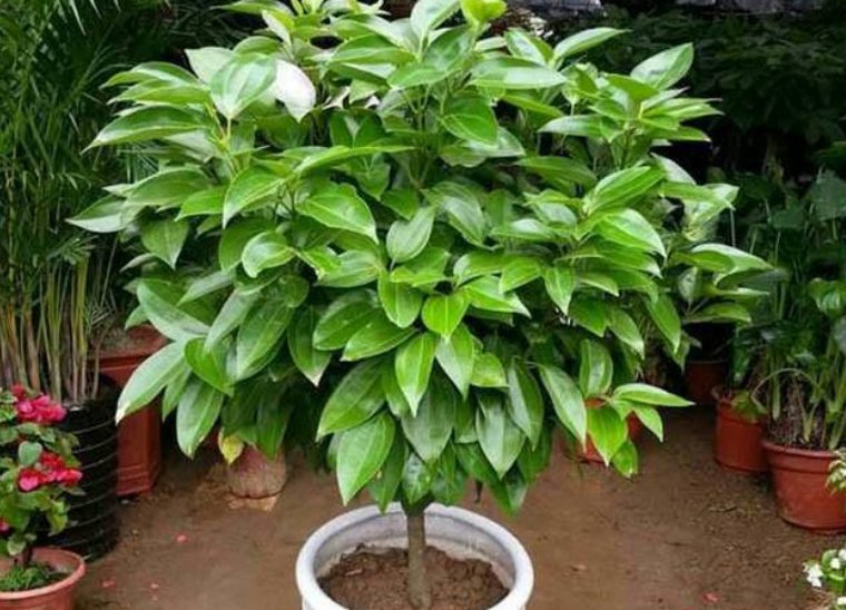  #家里#家中有4种植物，万万别慌，相当于给家里招财，有钱人一眼就懂