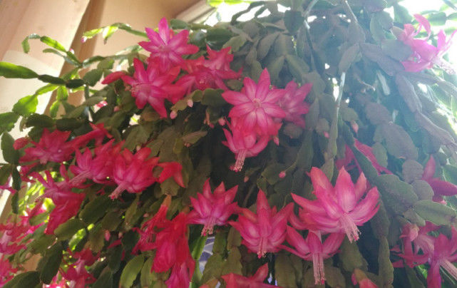  「种植」最美的室内植物，种植简单易“养活”，花期超长颜值高！