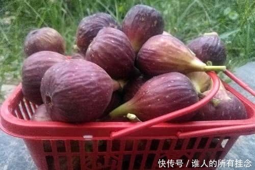  小伙■山西农村小伙建庄园种植“稀罕物”，足不出园年赚25万元