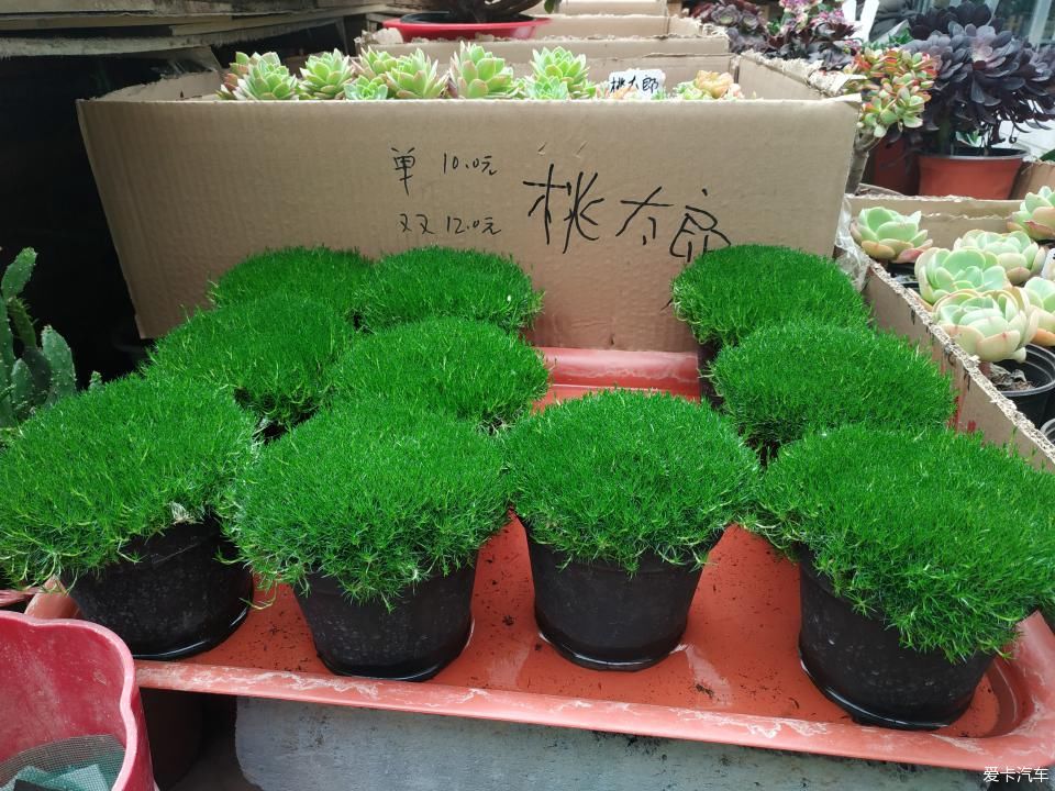  『色彩纷呈』【4月，你好】花花世界 色彩纷呈 赏心悦目