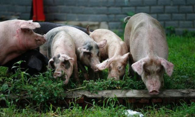  没错@七八十年代喂猪的野草，不是中药材就是野菜，吃过的是土豪