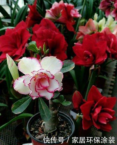 『喜欢』喜欢养护花卉,就选择花色艳,花期长,开花量繁多的3种花卉