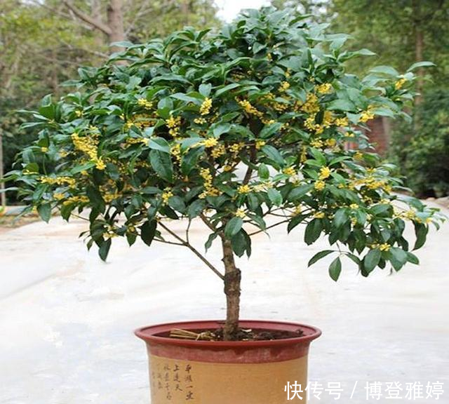 适合@我国这几种花卉,都适合在院子里种植,有条件的建议种几株