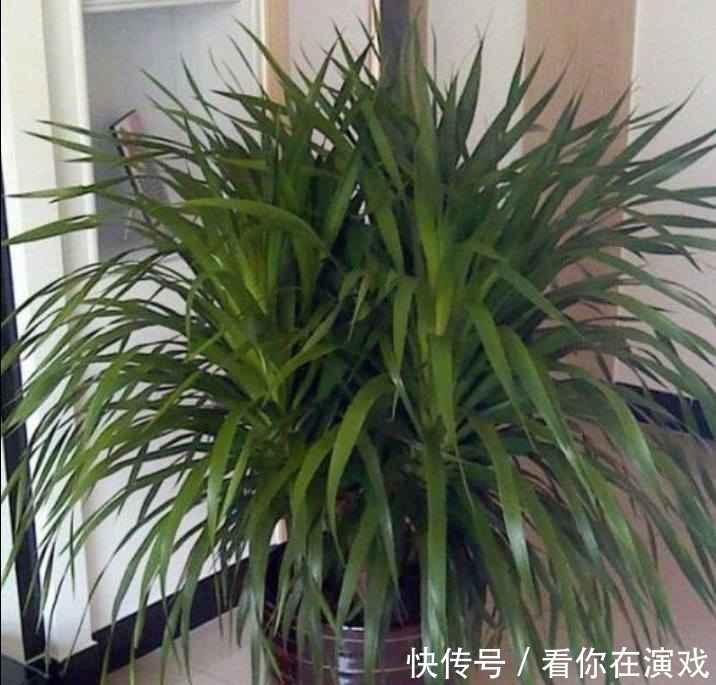 家里养盆这种“树”，叶子茂盛“有福气”，谁养谁赚！