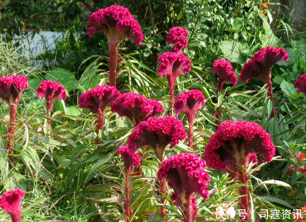 农村粪坑旁的“大鸡公花”，花籽是上佳野菜