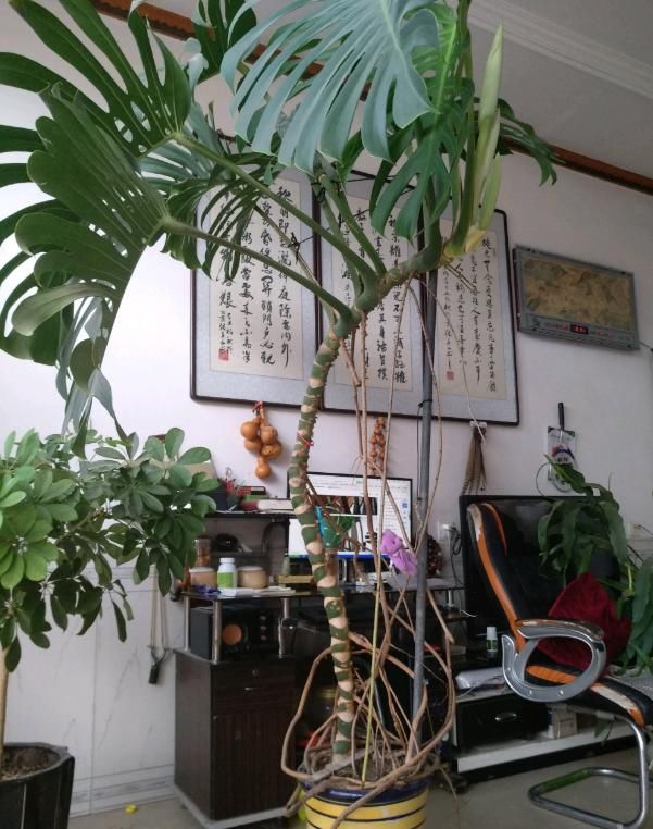  『长气』龟背竹长气生根，这样去处理，气根底部长“八爪”，龟背竹疯长
