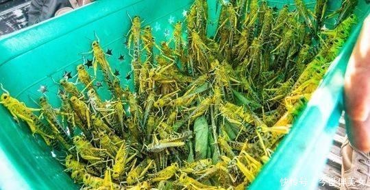  [解决]4000亿“蚂蚱”，靠吃就能解决蝗灾？你需要的不仅是一口
