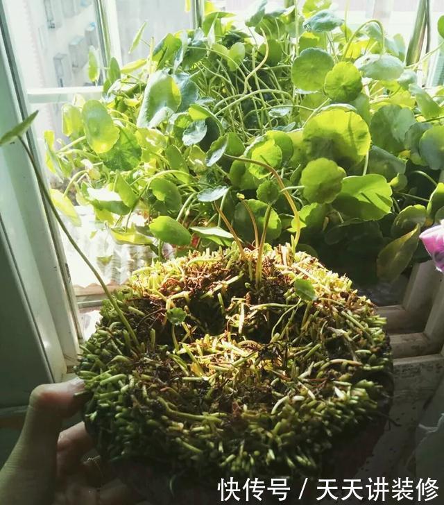  [图片作者]15种超级好养的花，不死鸟居然不是第一，“养花杀手”们试一试吧
