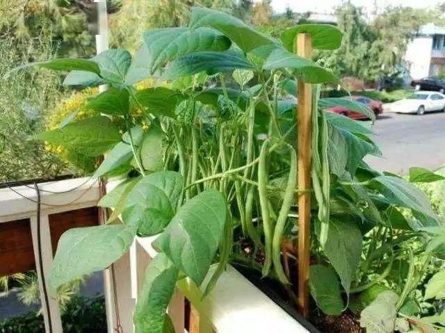 技巧：阳台“豆”菜乐园，将豆类盆栽蔬菜栽培技巧统统收集在此！
