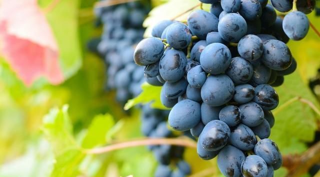  「自然条件」葡萄栽培技术的现状，及要点分析，种植户不妨一起看看！