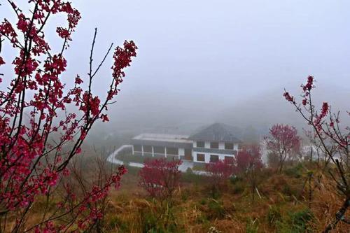 如入仙境！成片山樱花现身三峰公园