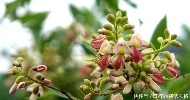 『聊红槐』3种花非常适合家养,养护简单不操心,开花艳丽能爆盆,漂亮极了