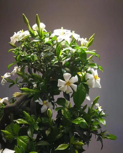 「栀子花的生」栀子花有“5忌”,难怪“花苞”哗哗掉,原来是“犯忌”了