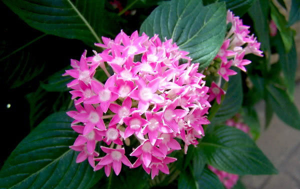  『就可以』这1种花，不光开花数量数不清，还能从夏开到秋！