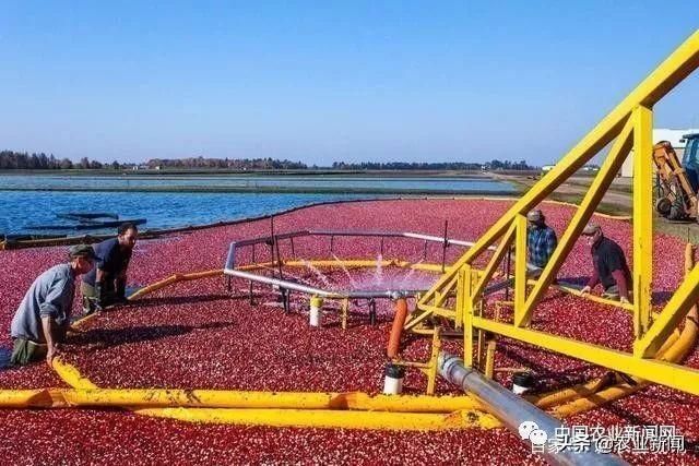 美国农业“集体破产”？补贴太多，产能过剩，中国农业需引以为鉴