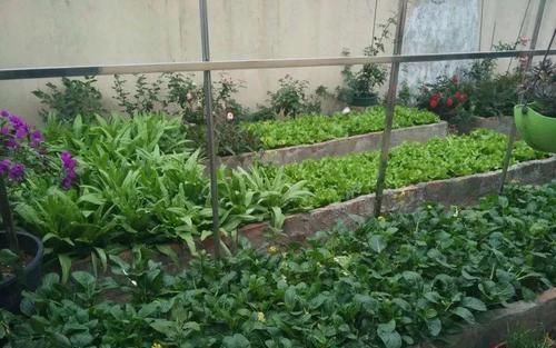  [悠闲]她在楼顶养花种菜，再喂喂鸡，日子过得悠闲又自在！