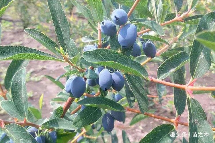  发现■农村一种以前无人问津野果，现发现营养价值丰富，炒作后价格高