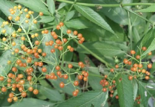  『果子』独特的“1种草”，枝条上有40个果子，被称为“接骨草”，珍贵！