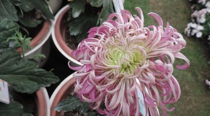  托桂：喜欢菊花，不如养盆“菊中珍品”紫红托桂，花开似蟹爪，清秀迷人