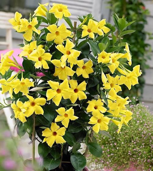  「搭设支架」花朵灿烂的飘香藤，光照灿烂才好多开花