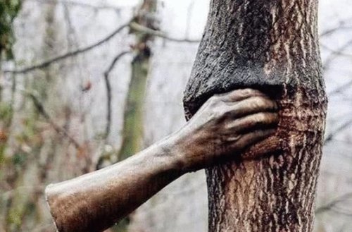 世界最独特的手,一双托起大桥,一只握着树干50年,最后一只在中