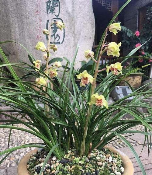  #花香#此兰花量极多，一杆数十朵花，花香浓郁，花色金黄，好看又便宜