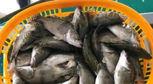  「野味」堪比石斑的“贵族鱼”，可惜农村人不懂，泛滥成灾都没