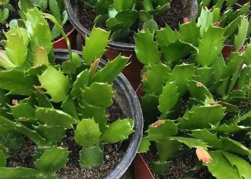  「栀子花」终于等到了扦插季，这两种花赶紧动手，明年不用买花了！