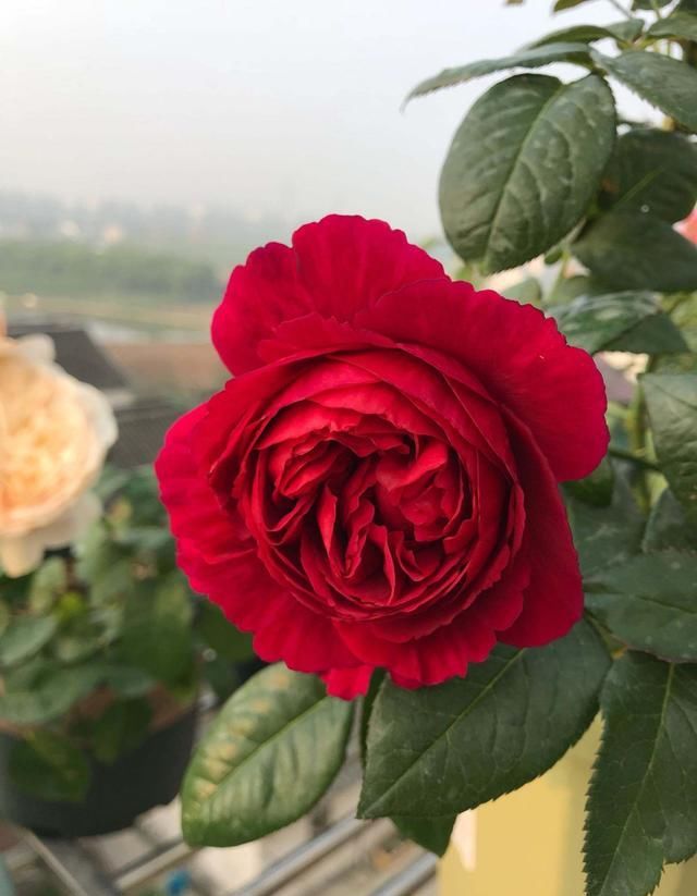 光照:花儿又细又长,徒长怎么办?简单3招,长得更快更壮颜值高