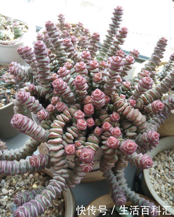 砍头:钱串快速爆盆法,经常“砍头”,节点“一生二”,60天迅速爆盆