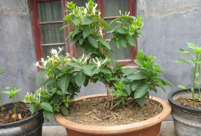  [芳香]养盆栽金银花，有“4点”很重要，开花更多、芳香，长成漂亮老桩
