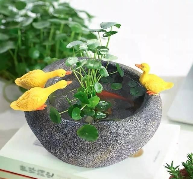  养活：这五种花号称“死不了”，植物杀手都能养活，你家有几种？